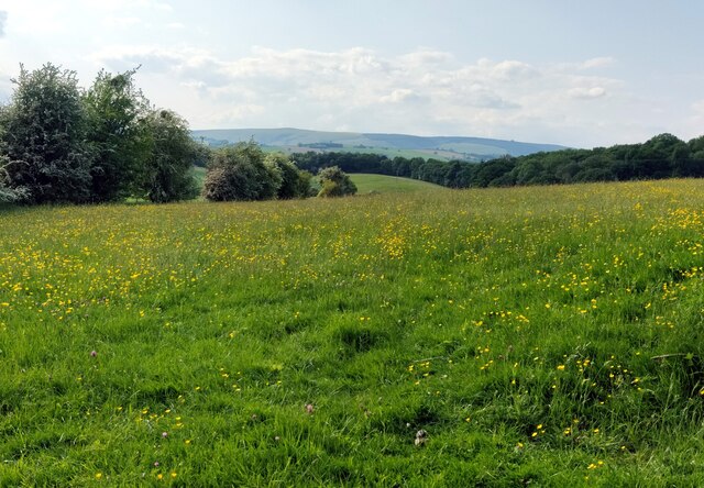 Buttercup meadow near Halford Wood © Mat Fascione cc-by-sa/2.0 ...