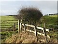 NY8465 : Fence and hedge near West Haydon Farm by Oliver Dixon