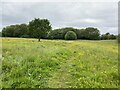 Grassland off Crewe Road