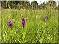SJ7855 : Orchids in grassland off Crewe Road by Jonathan Hutchins