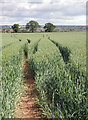 Tractor tracks in a field of wheat, Burleyfields, Stafford