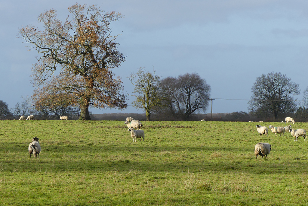 Pasture, Kington © Andrew Smith :: Geograph Britain and Ireland
