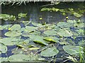 SJ9123 : Yellow Water-lilies on the River Sow by Jonathan Hutchins
