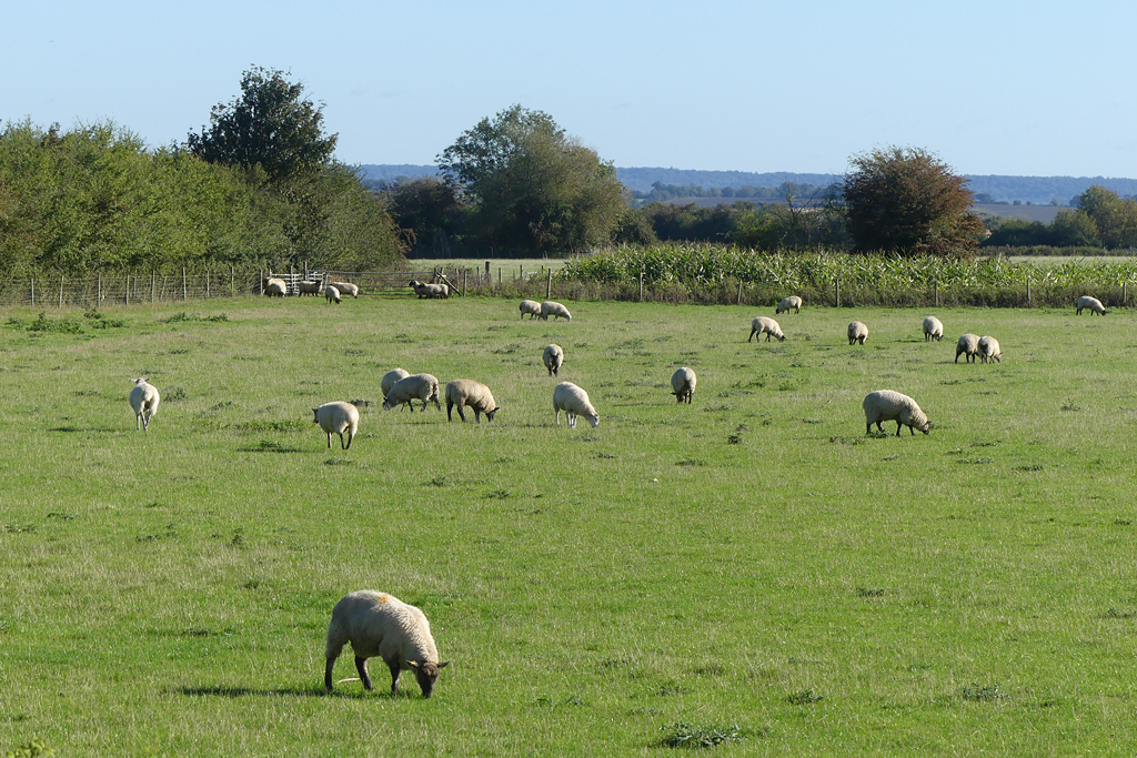 Pasture, Newington © Andrew Smith Cc-by-sa/2.0 :: Geograph Britain And ...