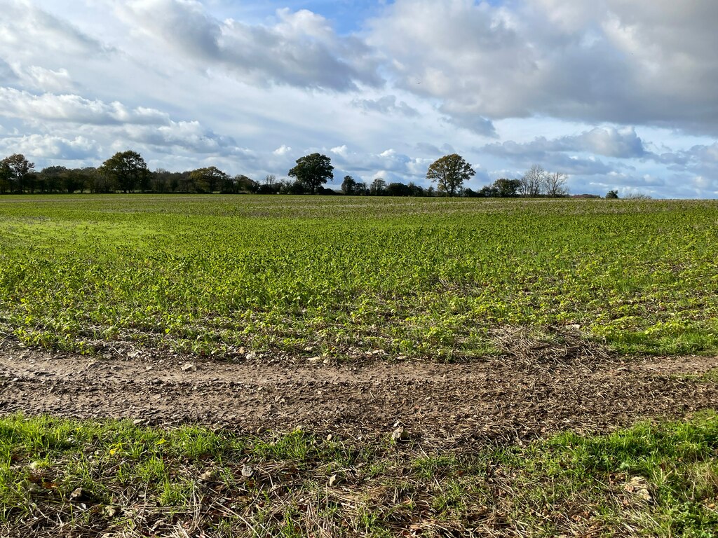 Fields west of Ridgeway Copse © Mr Ignavy cc-by-sa/2.0 :: Geograph ...