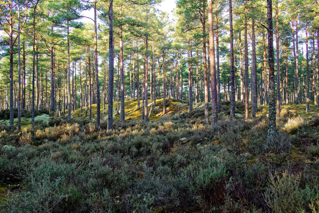 Sand hills, pine and heather in Culbin... © Julian Paren cc-by-sa/2.0 ...