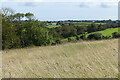 Grassland, Constantine