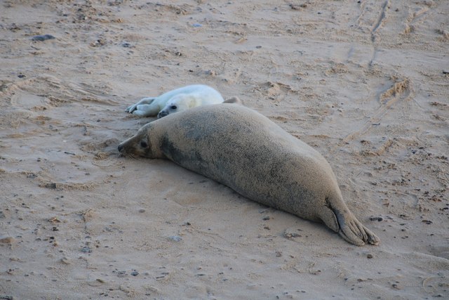 View of a seal covered in sand lying on the beach #4