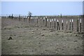 ST9147 : Line of posts, Imber Range by David Martin