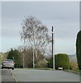 Silver birch on Hillside Avenue on New Year