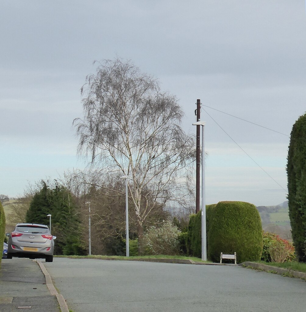 Silver Birch On Hillside Avenue On New © Penny Mayes Cc By Sa20 Geograph Britain And Ireland 