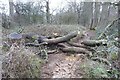 SO9539 : Fallen tree by Philip Halling