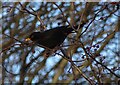 NZ1050 : Blackbird and berries by Robert Graham