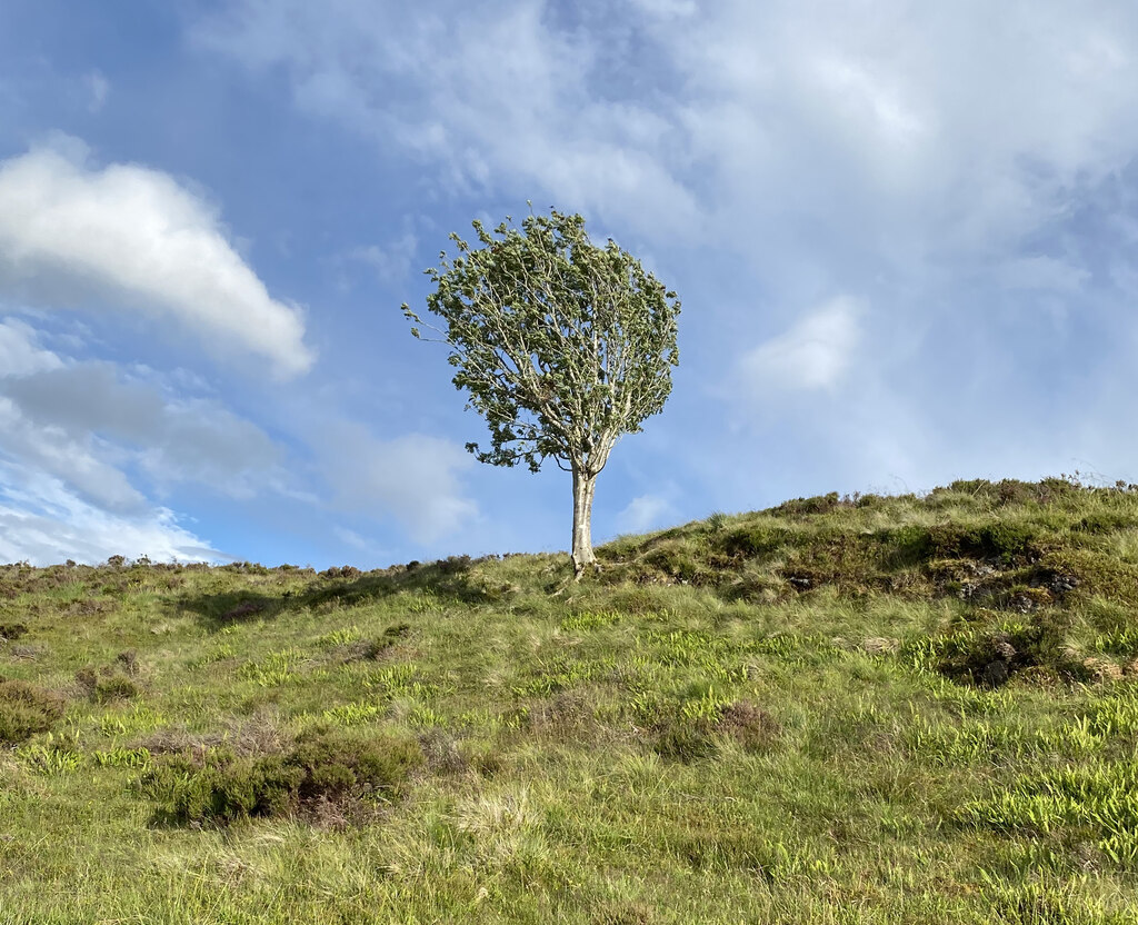 Lonely Tree On The Way To Little Hill © Thejackrustles Cc By Sa 2 0 Geograph Britain And Ireland