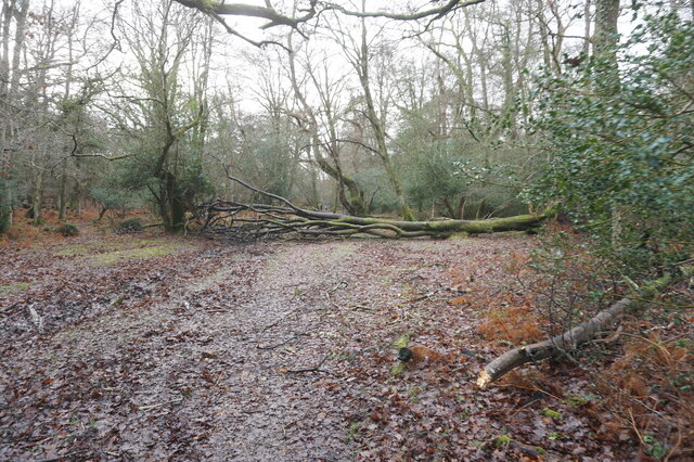 Track leading to Whitley Wood, New Forest
