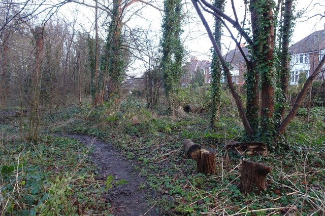 Path In Windmill Lane Woods © Ds Pugh Cc By Sa20 Geograph Britain And Ireland 8416