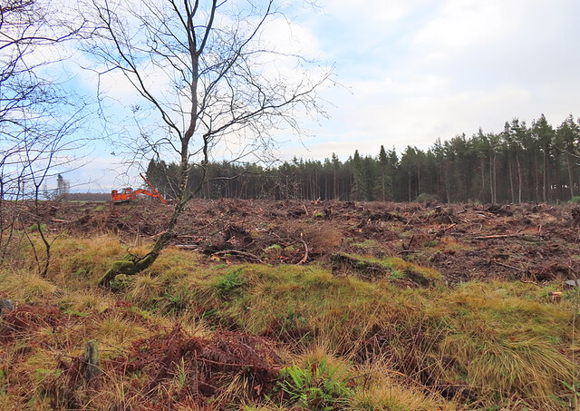 Clear Fell at Clearie Woods © Anne Burgess cc-by-sa/2.0 :: Geograph ...