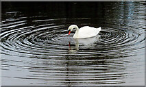 NO5240 : Mute Swan (Cygnus olor) by Anne Burgess