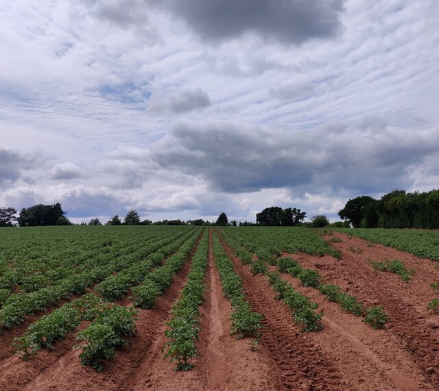 Potato field near Townsend Farm © Mat Fascione cc-by-sa/2.0 :: Geograph ...