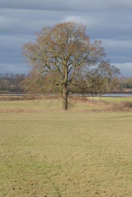 Oak Tree In Meadowland © Philip Halling Cc By Sa20 Geograph Britain And Ireland