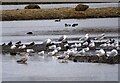 NZ3248 : Birds on the pond at Rainton by Robert Graham