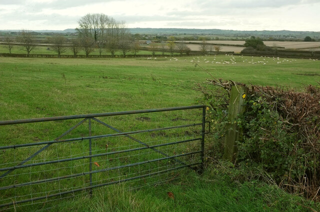 Sheep pasture, Idlicote © Derek Harper cc-by-sa/2.0 :: Geograph Britain ...