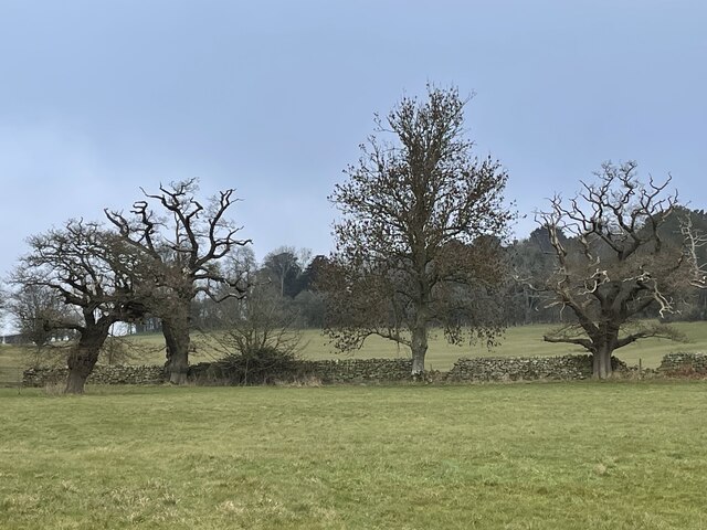 Oak trees on the edge of Shadwell... © Andrew Shannon :: Geograph ...