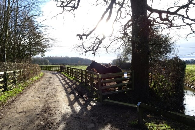 horses-beside-intake-lane-ds-pugh-cc-by-sa-2-0-geograph-britain