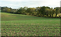 SP2743 : Arable field near Idlicote by Derek Harper