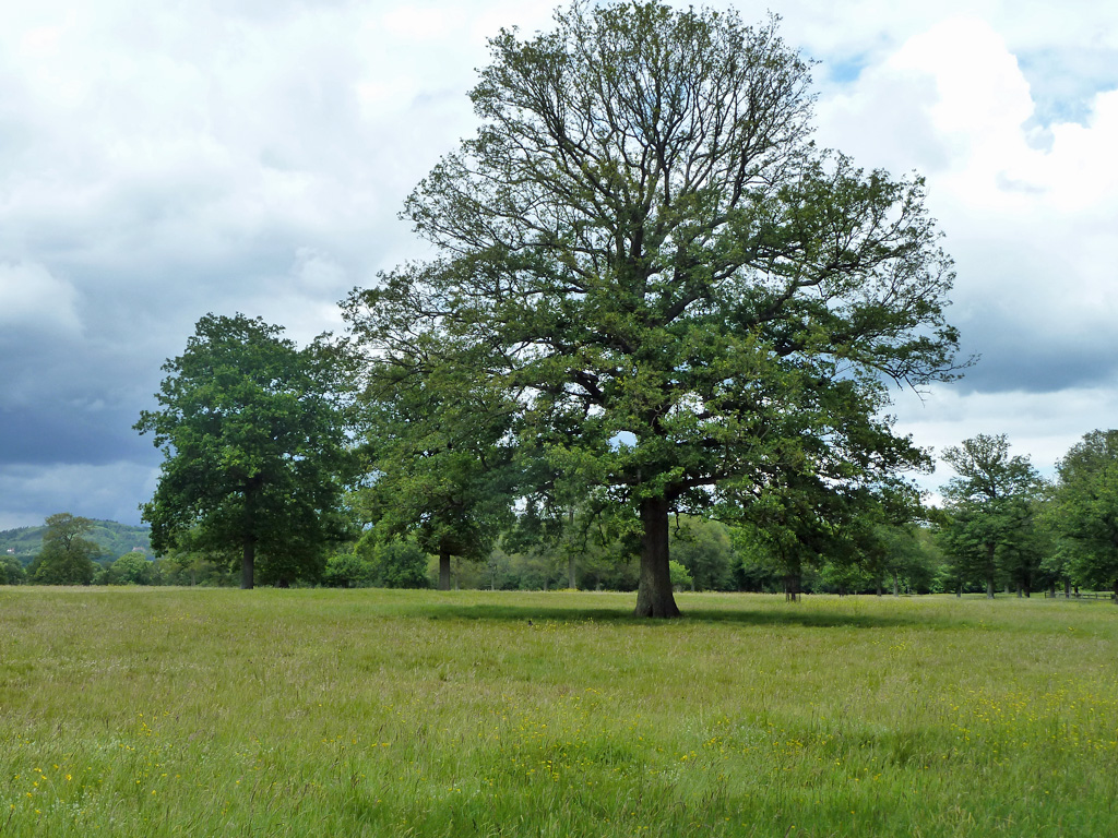 tree-in-field-north-of-old-house-robin-webster-cc-by-sa-2-0