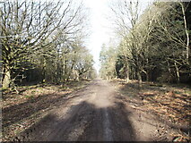 SE9587 : Forest Road, Wykeham Forest by David Brown