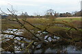 SJ5509 : Fallen tree in the River Tern, Attingham Park by Christopher Hilton
