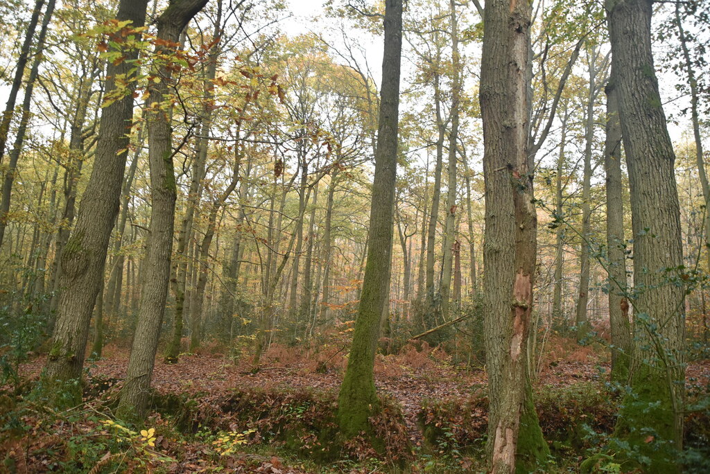 Oldbury Wood © N Chadwick :: Geograph Britain And Ireland