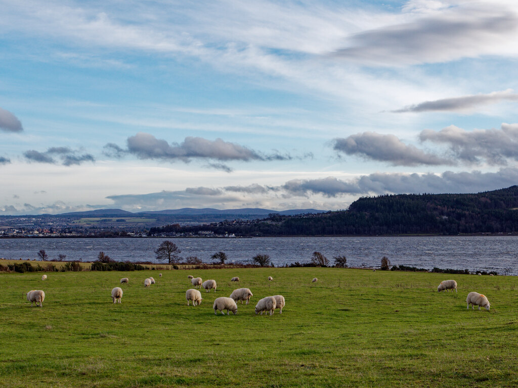 Sheep Beside The Beauly Firth © Julian Paren Cc-by-sa 2.0 :: Geograph 