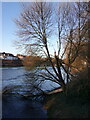 Storm damaged tree by the Old Dee Bridge, Handbridge