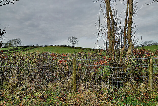 A bare hedge along Cairn Road