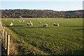 Sheep by Quarry Wood Road