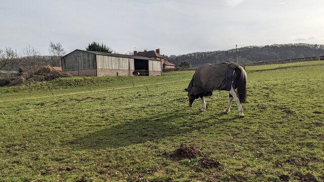 Horse by Hazeland Farm (Abberley) © Fabian Musto cc-by-sa/2.0 ...