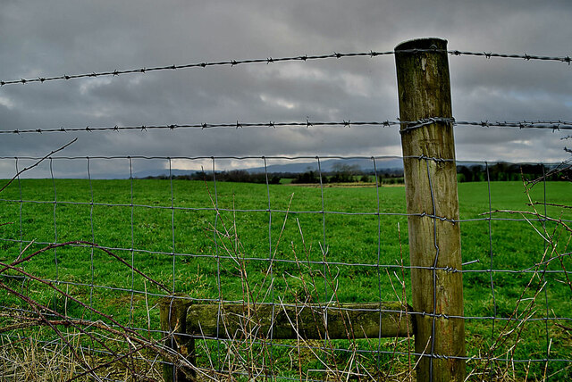 Wire fence, Mullagharn (Young)
