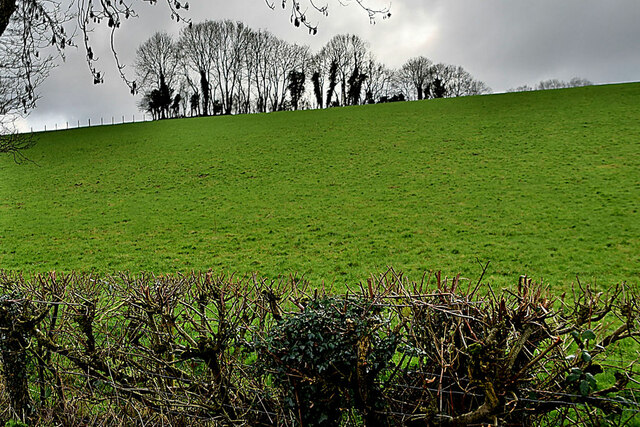 Trees on a hill, Mullagharn