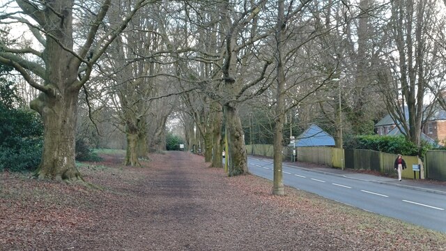 Avenue of beech trees beside Romsey Road