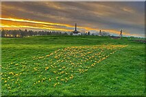SP8740 : Crocuses by the peace pagoda by Philip Jeffrey
