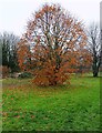 SO8557 : Tree in autumnal colours, Perdiswell Park, Worcester by P L Chadwick