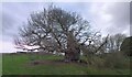 TF0615 : The Bowthorpe Oak by Bob Harvey