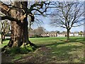 Oak tree on Evington Village Green