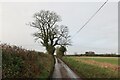 Big tree by Little Wood Lane