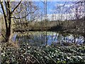 Small pond in the Osiers Nature Area