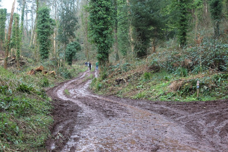 Muddy track, Castle Dock Wood, Stackpole... © M J Roscoe cc-by-sa/2.0 ...