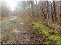 SU3006 : Path in Park Ground Inclosure, New Forest by Marathon
