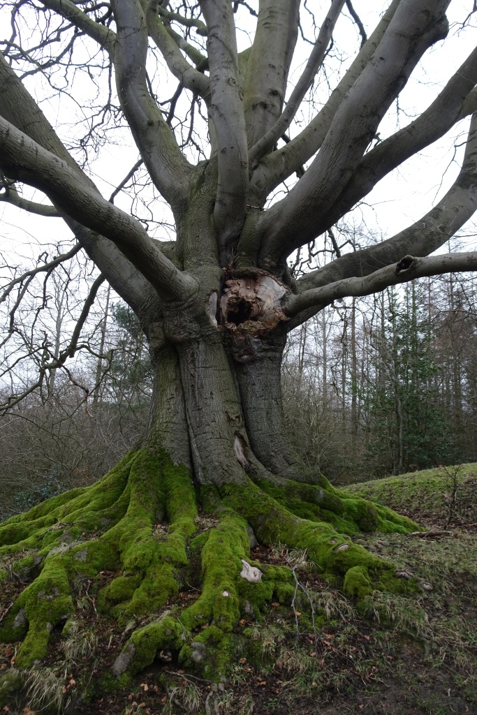 Beech tree in Auckland Park © DS Pugh cc-by-sa/2.0 :: Geograph Britain ...